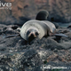 Illustration for article titled Pinnipednesday - Arctocephalus philippii Edition